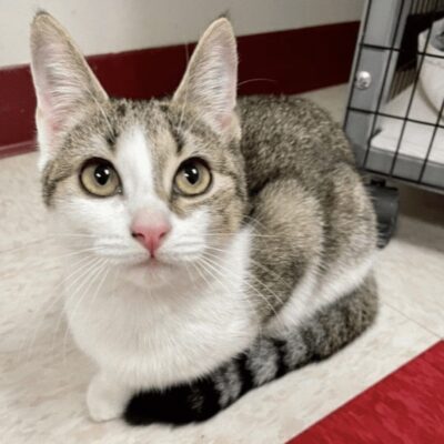 A gray and white cat sitting on the floor.