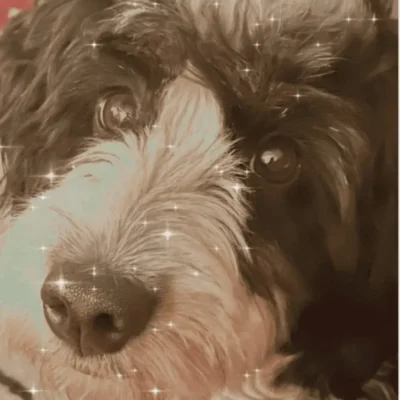 Adorable fluffy dog face close-up.