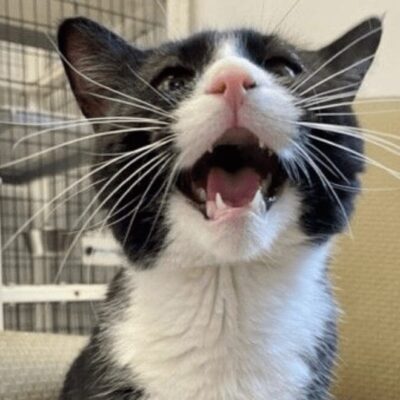 A black and white cat with its mouth open.