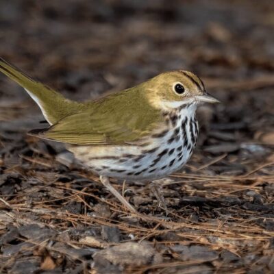 A small green bird standing on the ground.