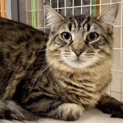 A tabby cat laying on top of a cage.