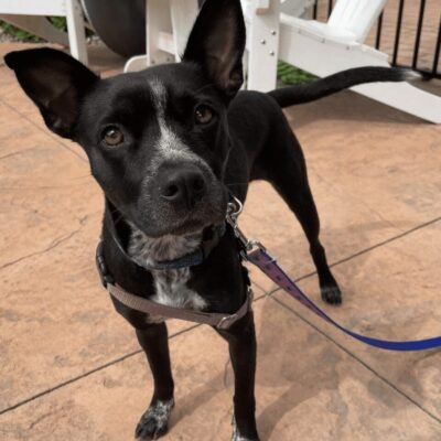A black and white dog standing on a patio with a leash.