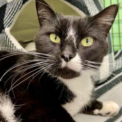 A black and white cat laying on a blanket.