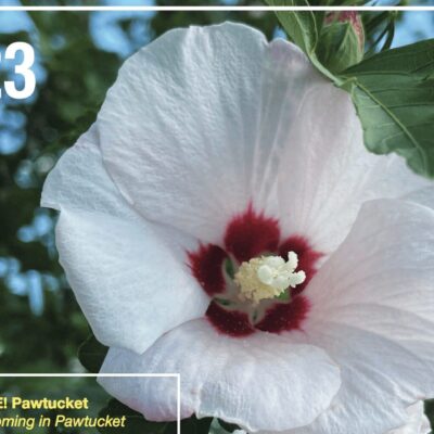 A white hibiscus flower with the words 2023.