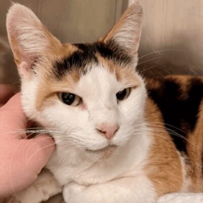 A calico cat is being petted by a person.