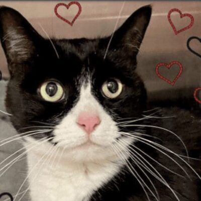 A black and white cat with hearts around it.
