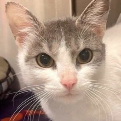 A white and gray cat looking at the camera.