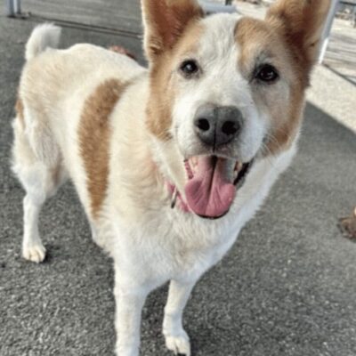 A white and brown dog standing next to a fence.