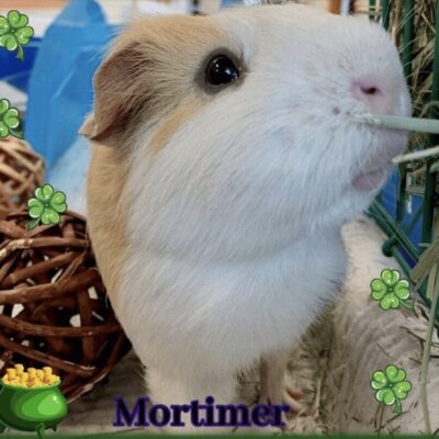 A small guinea with the word mortimer on it, available for pet adoption.