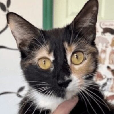 A calico cat is being held by a person.