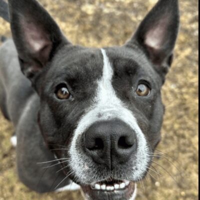 A black and white dog looking at the camera.