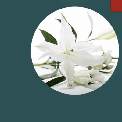 A short story featuring white lilies arranged in a circle on a blue background.