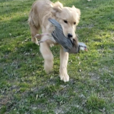 A golden retriever showcasing its hunting skills with a bird in its mouth.