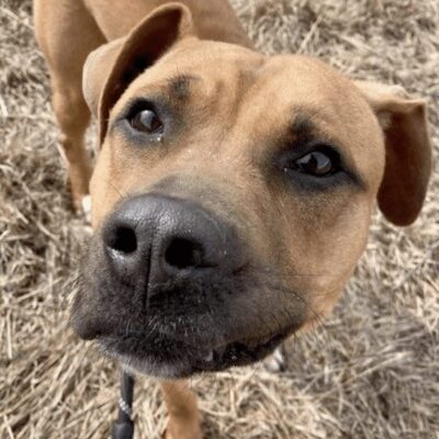 A brown dog is standing in a field looking at the camera.
