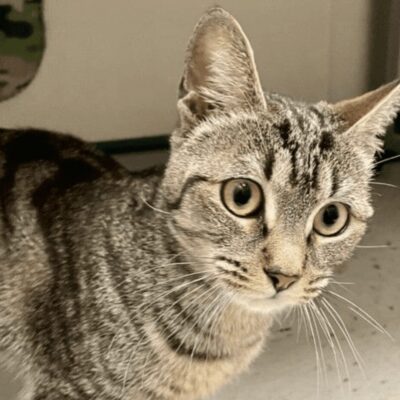 A tabby cat looking at the camera.