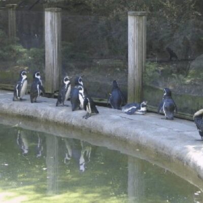 Penguins in the zoo are fascinating creatures to observe.