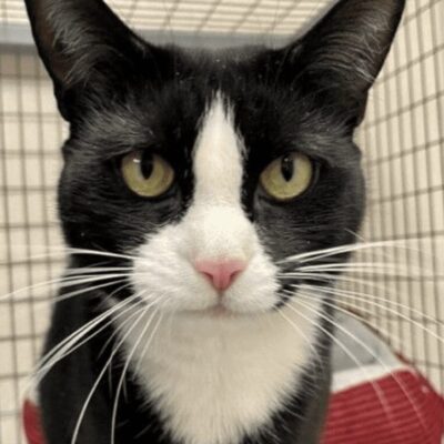 A black and white cat sitting in a cage.