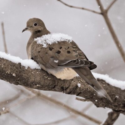 A dove sitting on a branch covered in snow.