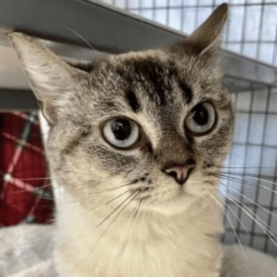 A cute cat in a cage looking at the camera, ready for adoption.