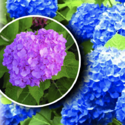 Blue and purple hydrangeas in a garden.