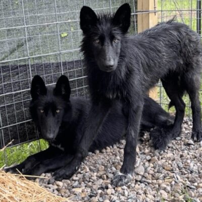 Two black wolfdogs standing next to each other in a cage.