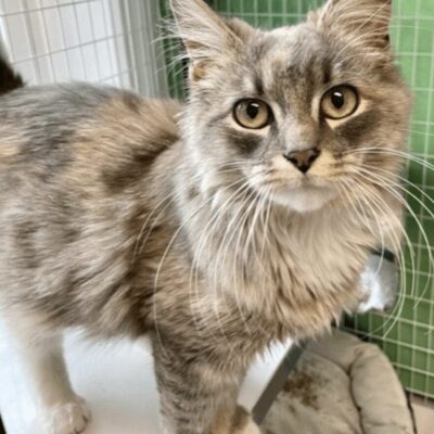 A cat adoption - a gray and white cat standing on top of a cage.