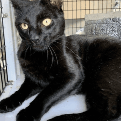 A black cat laying on top of a cage.