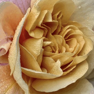 A close up of a yellow rose with water droplets.