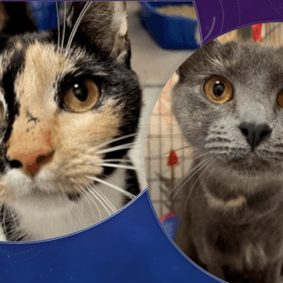 Two cats locked in a cage gaze at each other.