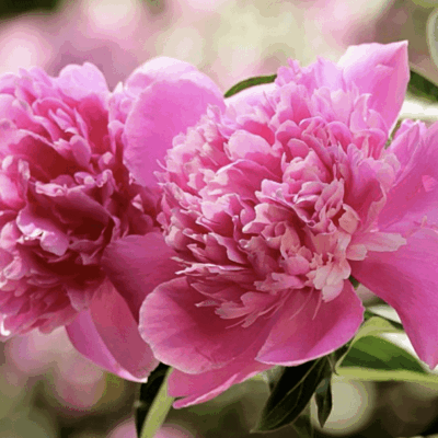 Two beautiful peonies are blooming in a garden.