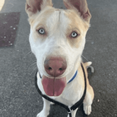A white and brown dog sitting on a leash.