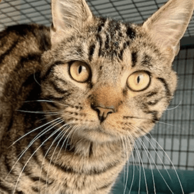 A tabby cat is standing next to a bowl of food, making it an ideal candidate for pet adoption.