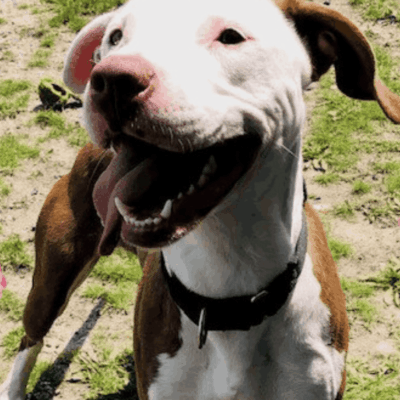 A brown and white dog, up for pet adoption, stands in the grass.