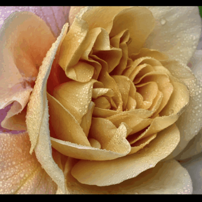 A close up of a yellow rose with water droplets.