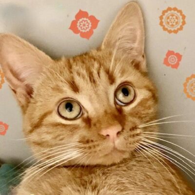 An orange tabby cat looking at the camera.