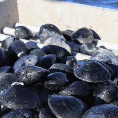 Veterans gathering clams in a bucket on the water.