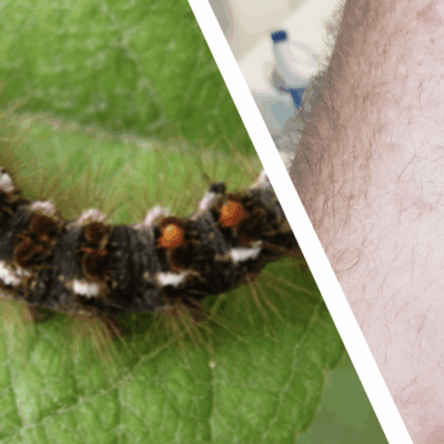 A picture of a caterpillar on a person's arm and a picture of a caterpillar on a leaf, both taken outdoors in RI.