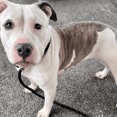 A black and white photo of a rescue dog on a leash.