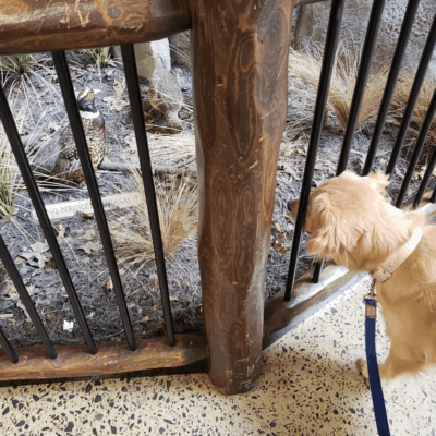 A dog looking at a giraffe in an outdoor zoo.