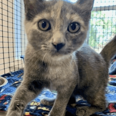 A gray kitten standing on top of a cage.