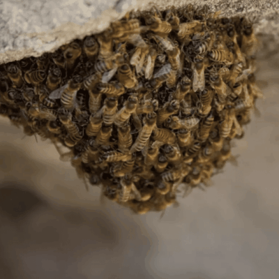 A group of bees hanging from a rock in an outdoor setting.