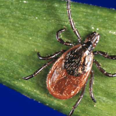 A tick is sitting on a green leaf.