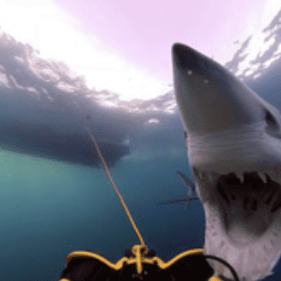 Mako sharks shark shark shark shark shark shark shark shark shark.