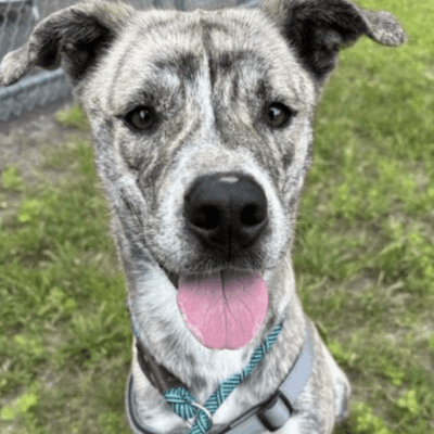 A gray dog with his tongue out, showing off a playful expression, looking at the camera.