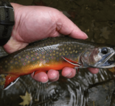 A person holding a brook trout in their hand outdoors.
