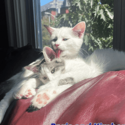 Two kittens laying on a couch in front of a window.