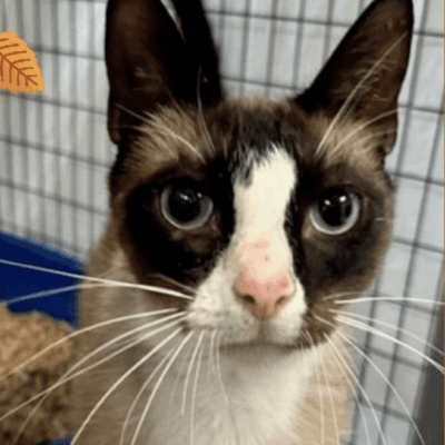 A siamese cat is standing in a cage.