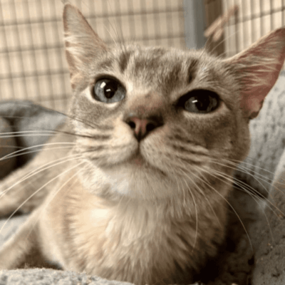 An adorable gray cat laying on a cozy blanket, perfect for pet adoption.