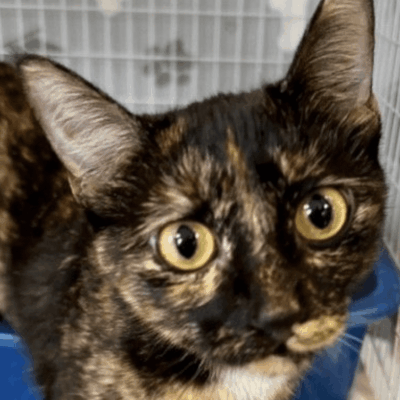 A black and brown cat sitting in a cage.