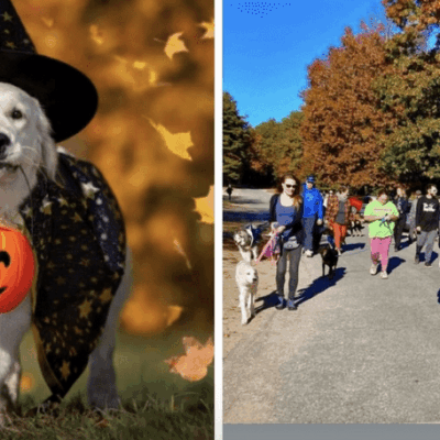 Two pictures of people and dogs dressed up for Halloween.